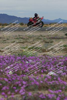 media/Jan-14-2023-SoCal Trackdays (Sat) [[497694156f]]/Turn 14 Exit Bloomig (145pm)/